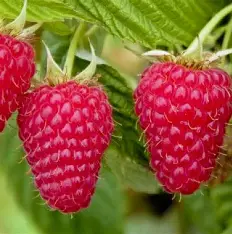 Малина літня (ранній сорт, великоплідна, ароматна, врожайна)