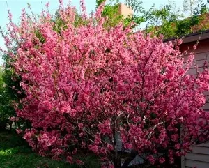 Мигдаль декоративний (квітучий кущ, рожеве цвітіння)