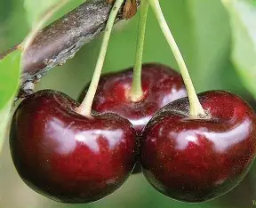 Черешні