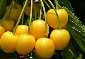 Черешня жовта "Дрогана"