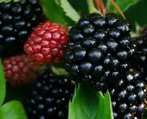 Ожина (великоплідна, врожайна, солодка)