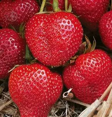 Полуниця "Румба" (ранній сорт, великоплідна, солодка, десертна)