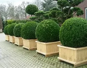 Самшит вічнозелений (декоративний кущ, для живоплоту та формування)