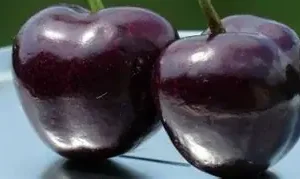 Черешня "Казка" (ранній сорт, великоплідна, солодка)