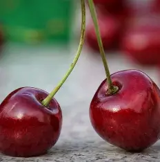 Вишня "Любська" (пізній сорт, великоплідна, врожайна)