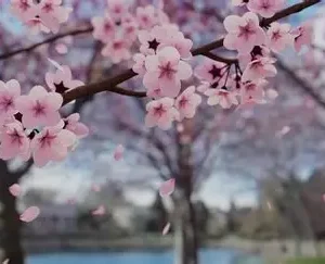 Сакура (декоративне дерево, рясне цвітіння)