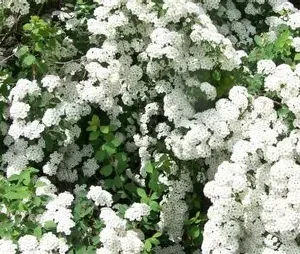 Спірея біла (декоративний кущ, рясне цвітіння)