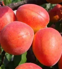Абрикос "Червонощокий"( ранній сорт, солодкий, ароматний)
