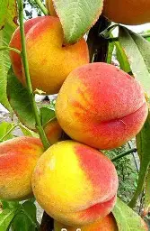 Персики
