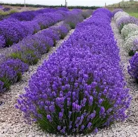 Лаванда "Королівська" (ароматна, декоративна, багаторічна рослина)