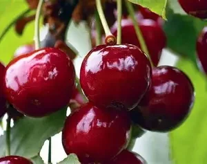 Вишня Шпанка (ранній сорт, великоплідна, менш кисла)