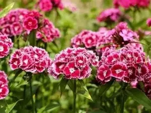 Гвоздика садова (декоративна, багаторічна, ароматна)