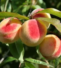 Персик "Білий лебідь" (середній сорт, біла м’якоть, дуже ніжний)