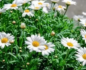 Ромашка садова (крупноквіткова, багаторічна)