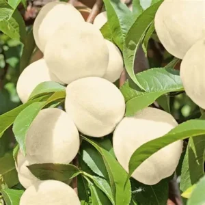 Персик Айс-Піч (Ice Peach, середній сорт, дуже солодкий, соковитий)