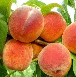 Персик Фортеця ( середній сорт, великоплідний, стійкий до хвороб)