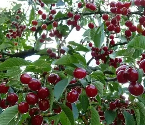 Вишня Молодіжна (середній сорт, великоплідна, десертна)