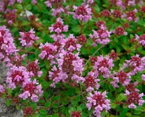 Чебрець (тим’ян, ароматна лікарська рослина)