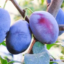 Слива Чачацька рання (ранній сорт, великоплідна)