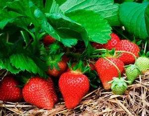 Полуниця "Альба" (дуже ранній сорт, великоплідна, транспортабельна)