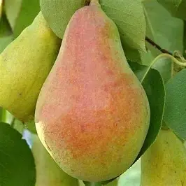 Груша Рікс (осінній сорт, великоплідна, соковита, десертна)