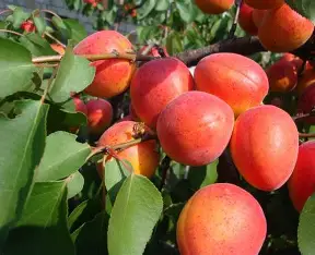 Абрикоси