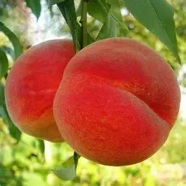 Персик "Редхевен" (середній сорт, перевірений, стабільний урожай)