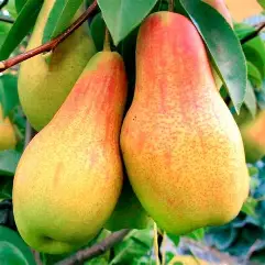 Груша "Талгарська красуня" (Талгарка, осінній сорт, великоплідна, солодка, хрустка)