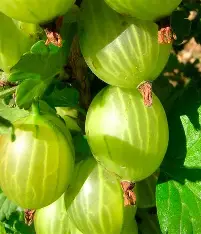 Агрус крупноплідний (солодкий, врожайний, морозостійкий)