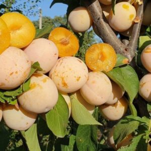Слива "Медова" (ранній сорт, дуже солодка, великоплідна)