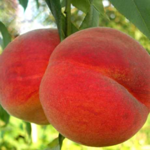 Персик Т-3 (ранній сорт, дуже солодкий, великоплідний)