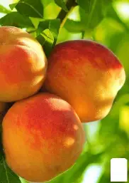 Персик Кардинал (ранній сорт, дуже солодкий, ароматний)